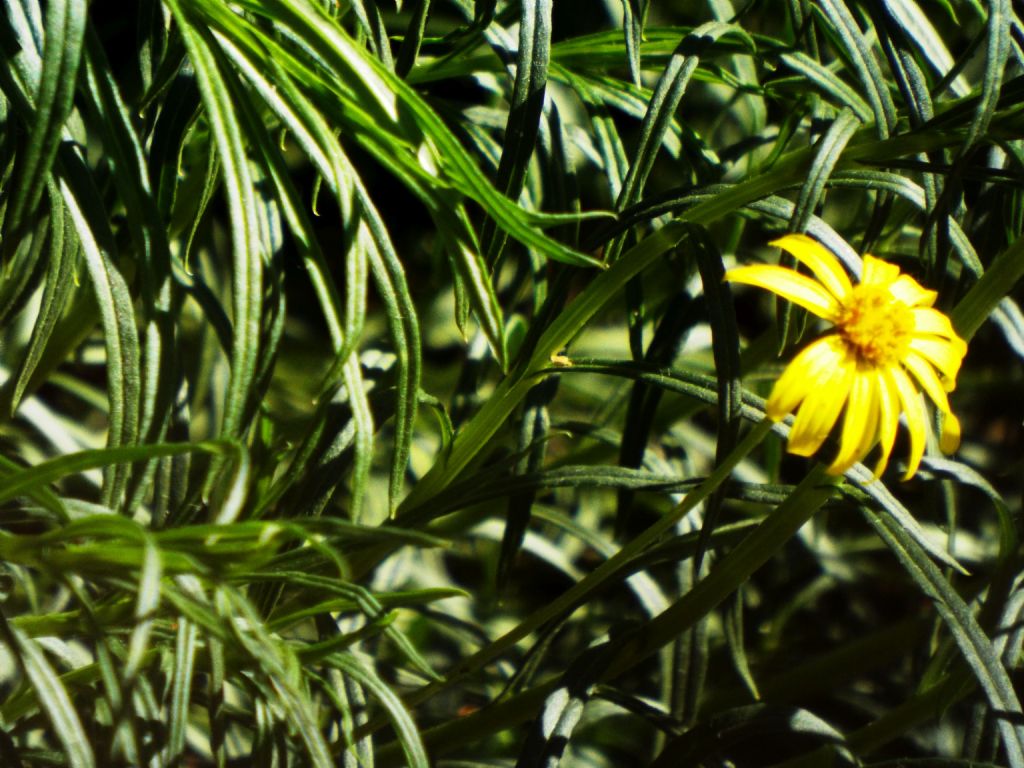 Senecio inaequidens